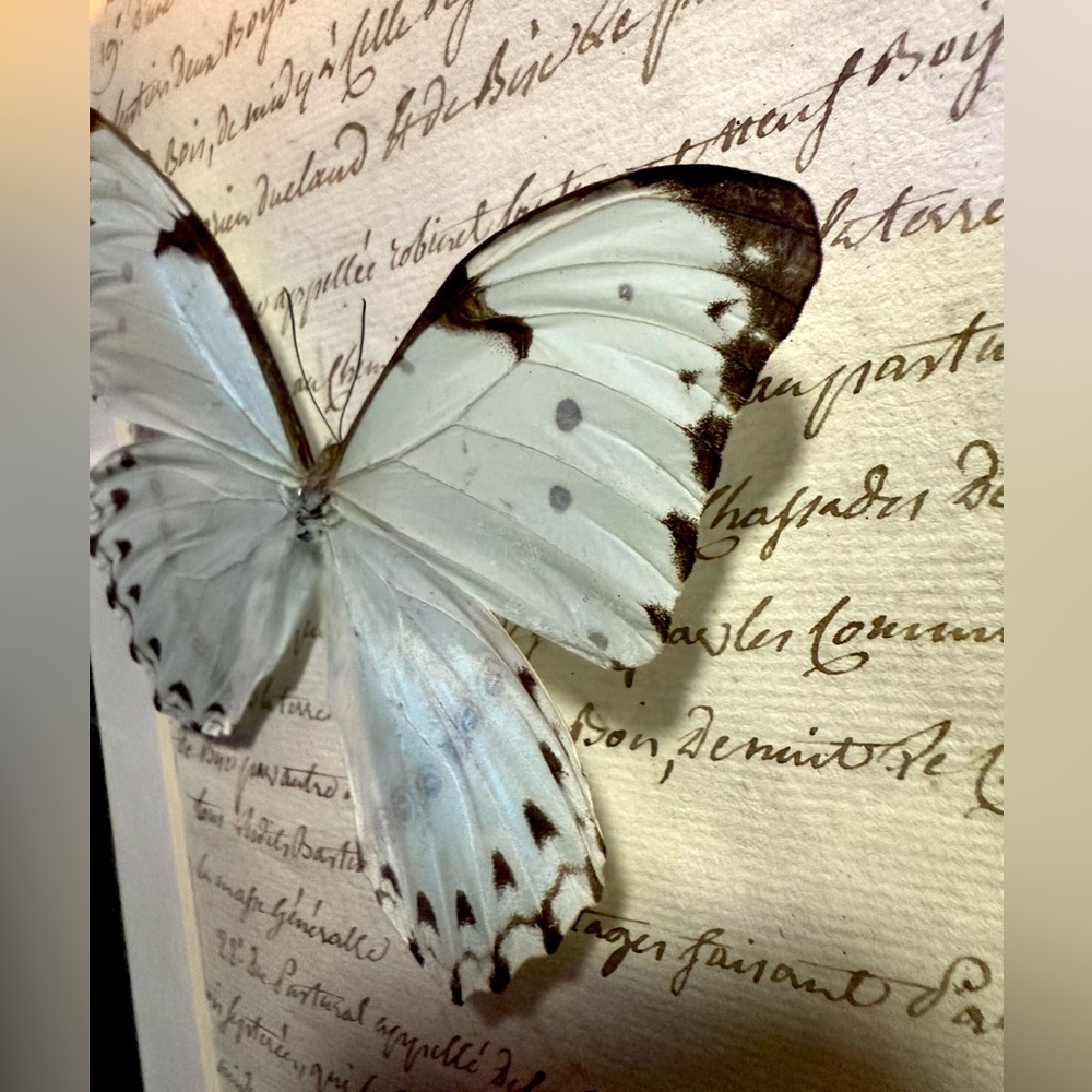 Rare Mint Morpho Butterfly Mounted Taxidermy Framed Wall Art 🦋 - Picture 9 of 13